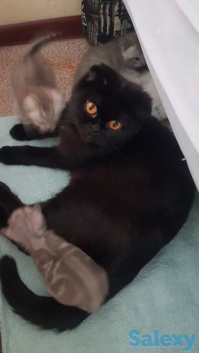 Шотландские  котята, фотография 10