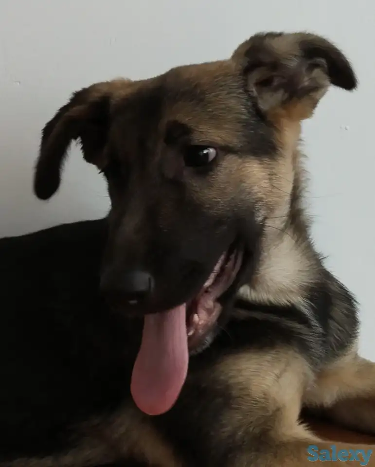 Отдам щенка бесплатно, фотография 2