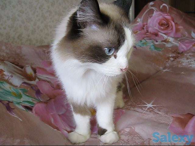 У меня Хозяин умер, фотография 6