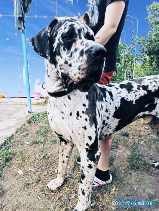 Продам щенков немецкого дога, фотография 8