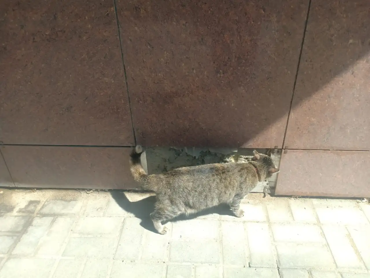 Пропала кошка, фотография 2