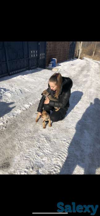 Отдаем щенят в самые лучшие руки, фотография 4