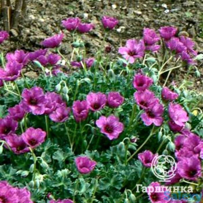 Герань садовая гюссепии, фотография 1