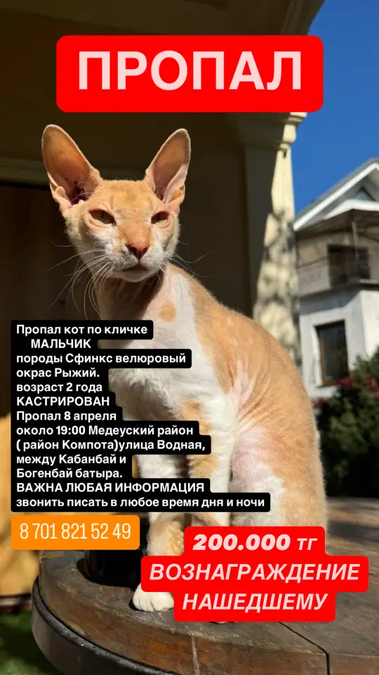 Пропал кот СФИНКС рыжий велюровый Вознаграждение 200.000, фотография 1