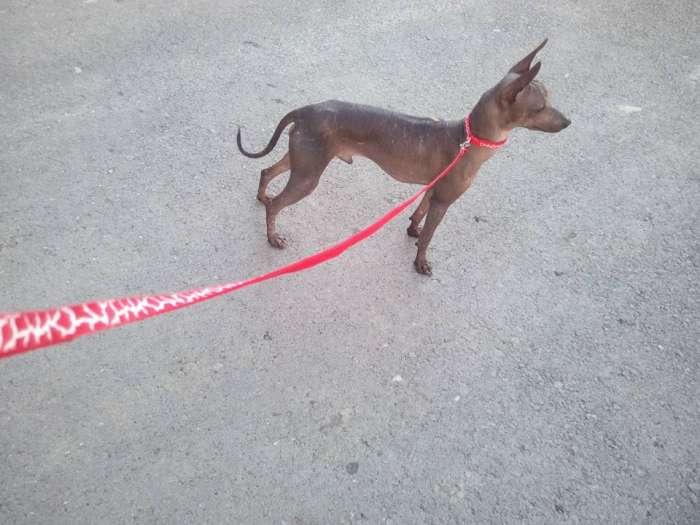 Ксолоитцкуинтли мексиканская голая собака щенок кобель, фотография 3