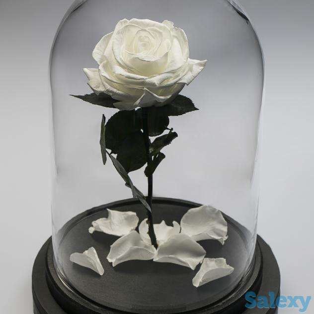 Роза в колбе!, фотография 1