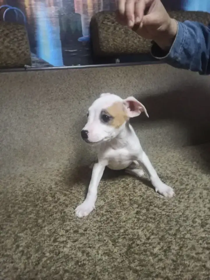 Продажа Американский Стаффордширский терьер, фотография 9