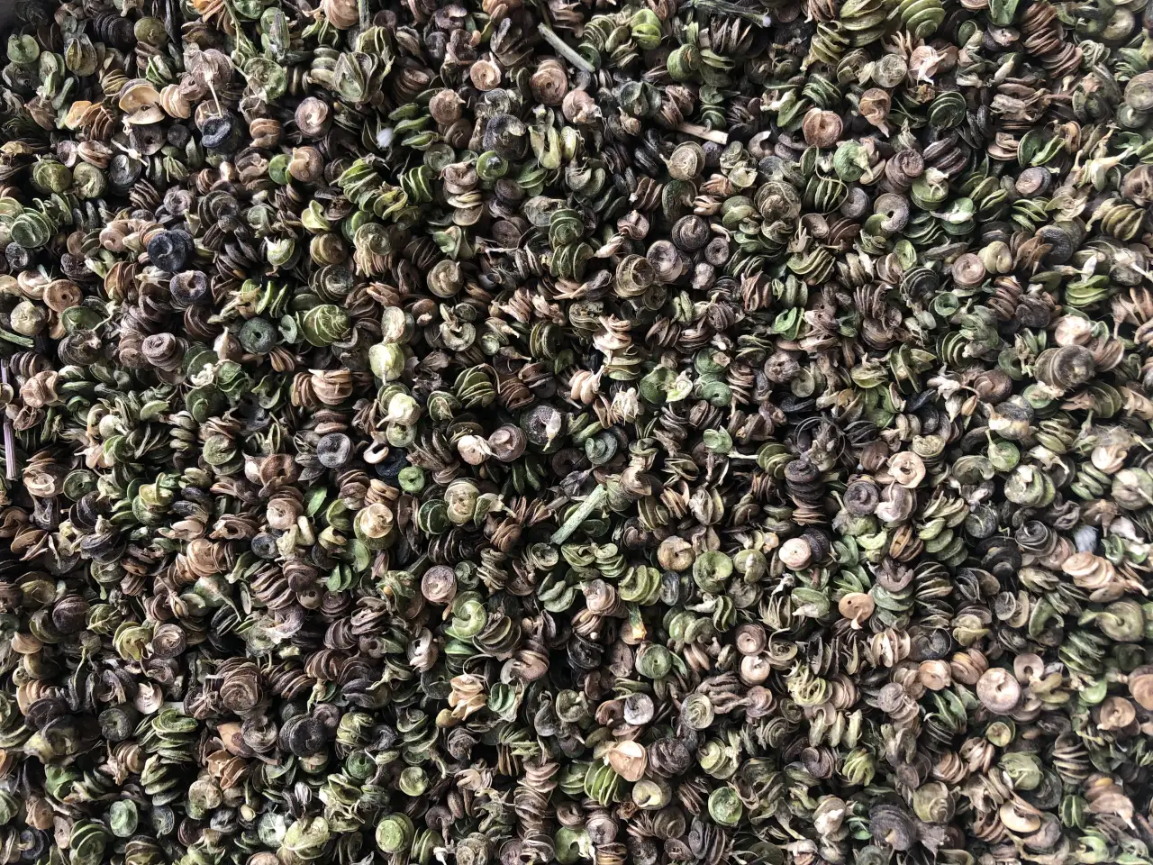 Продаю Семена Люцерны Меркенский район, фотография 9