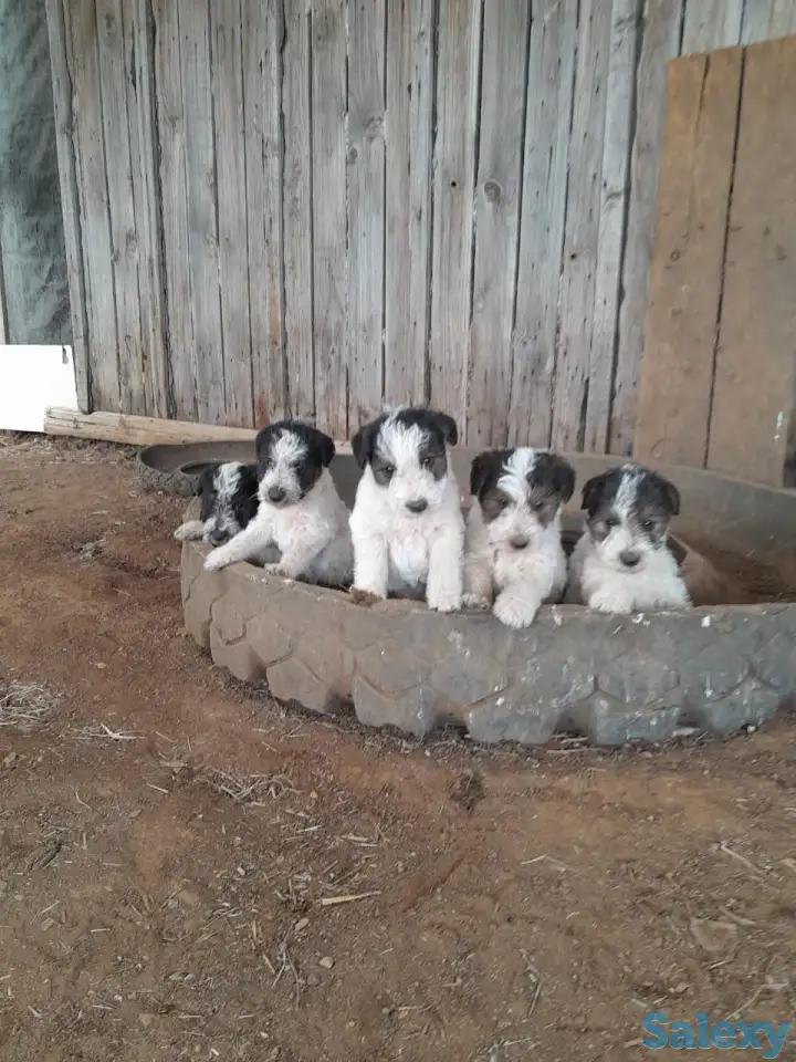 Предлагаются к продаже очаровательные щенки фокстерьера!!, фотография 13