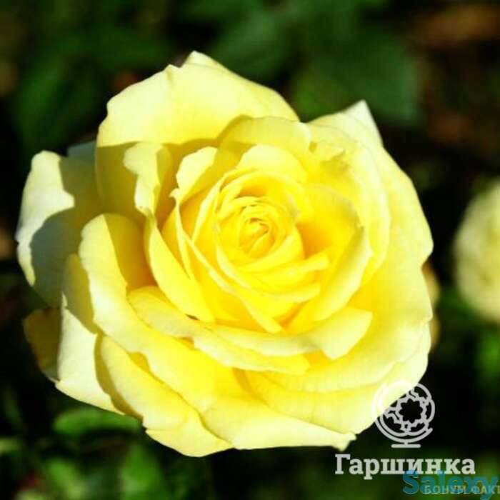 Роза николя уло чайно-гибридная, топалович, фотография 1