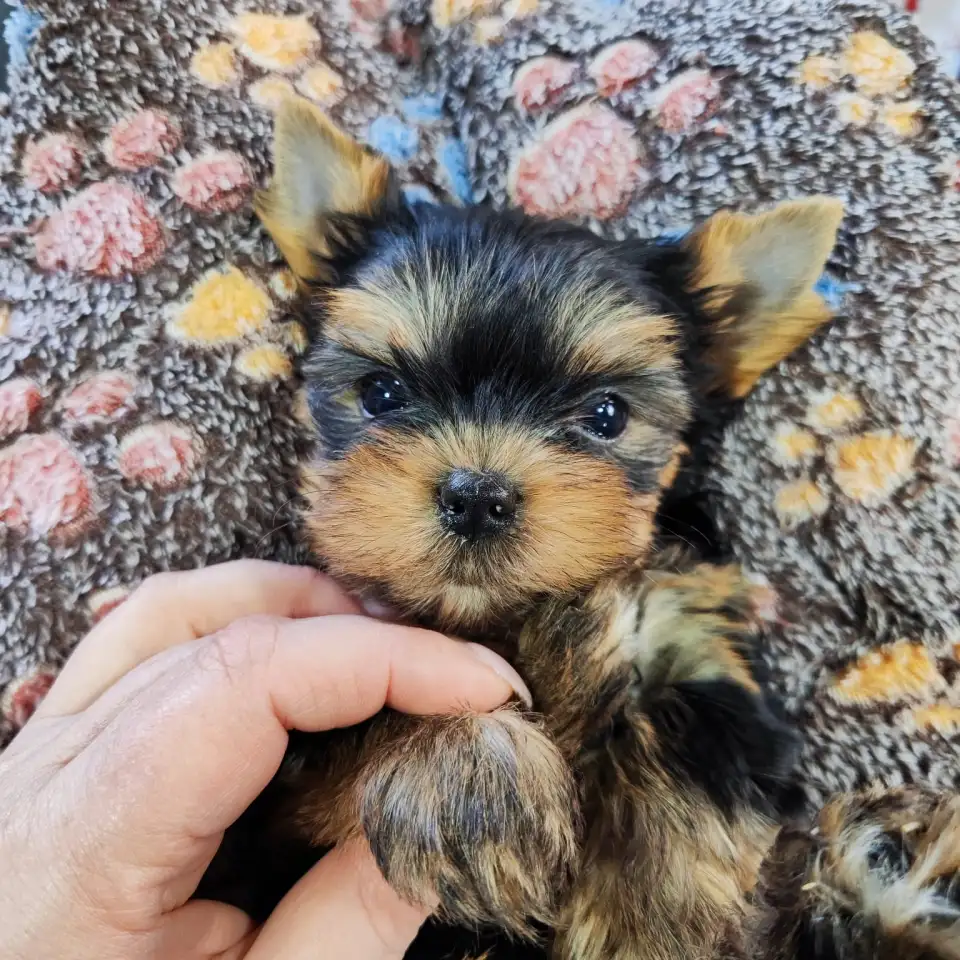 Продаются щенки йоркширского терьера, фотография 1