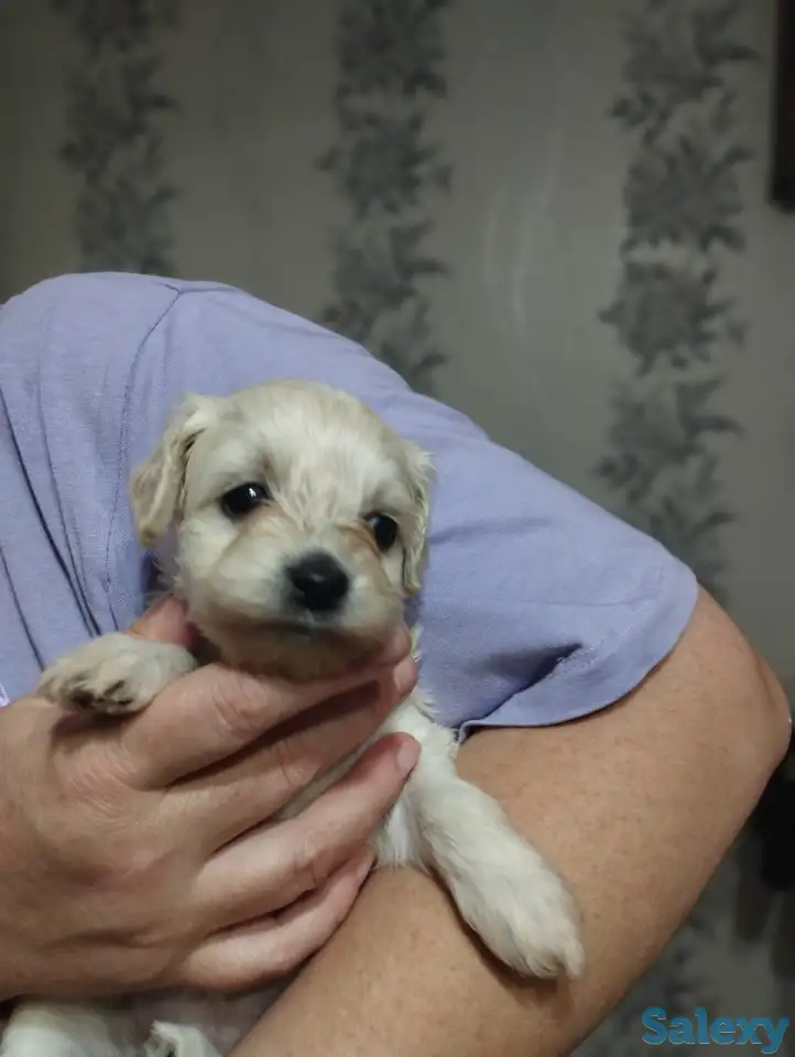 Продажа мальтипу, фотография 5