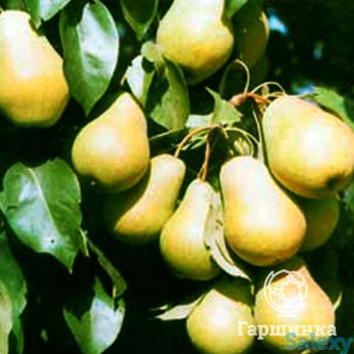 Груша чижовская, фотография 1