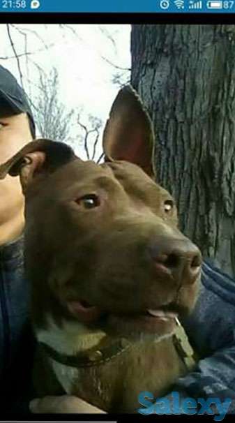 Продам питбуля.., фотография 1