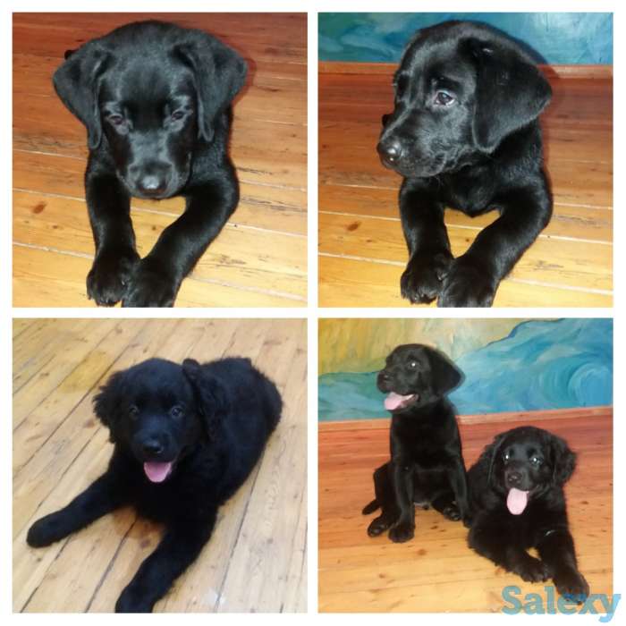 Продам щенков лабрадора черного окраса, фотография 7