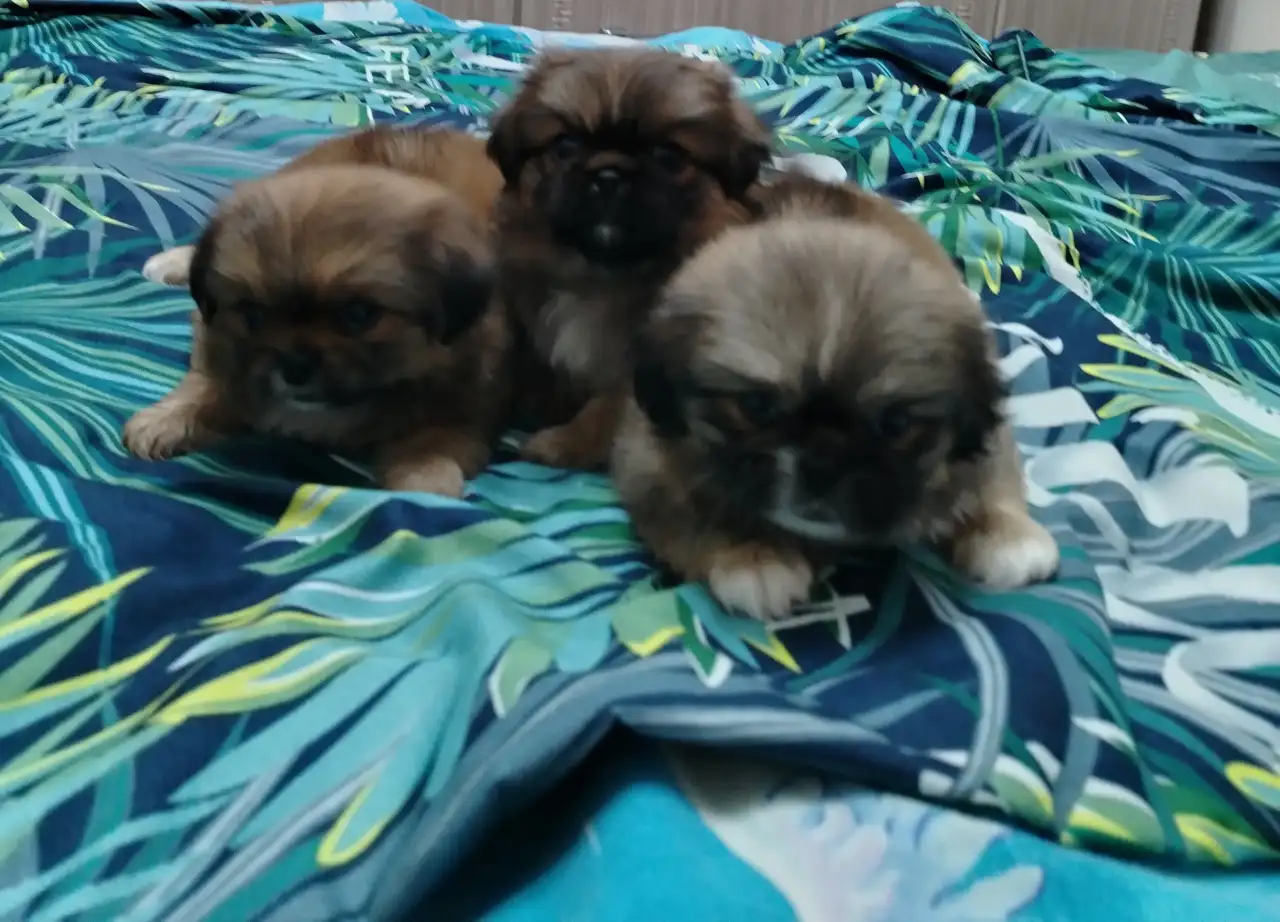 Продам щенков пекинеса, фотография 2