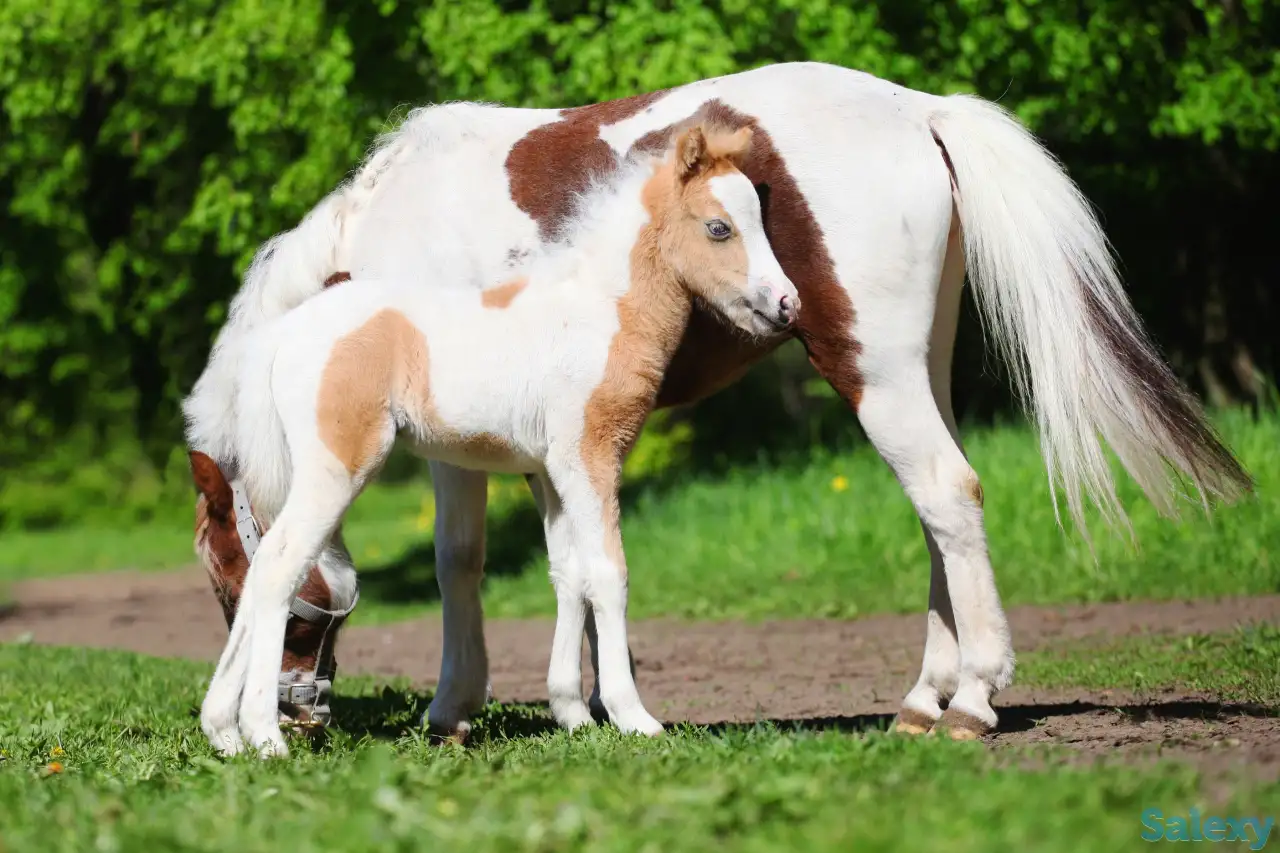 Продажа пони. Пони-ферма., фотография 4