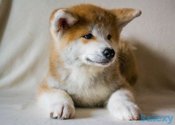 Щенки Акита-ину, фотография 3