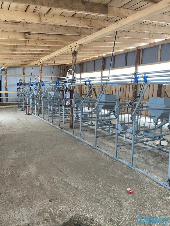 Молокопровод, дойка крс, фотография 2