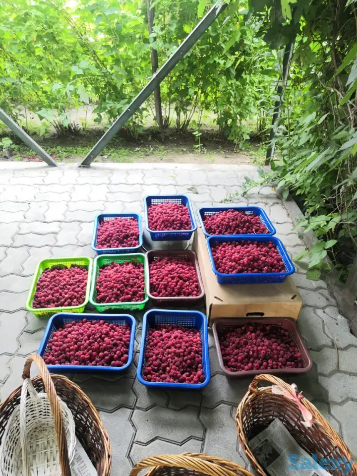 Дача 15 соток, Алматинская область, Талгарский район, с.о. Кендалинский, с. Кендала, с/т Медик-, фотография 12