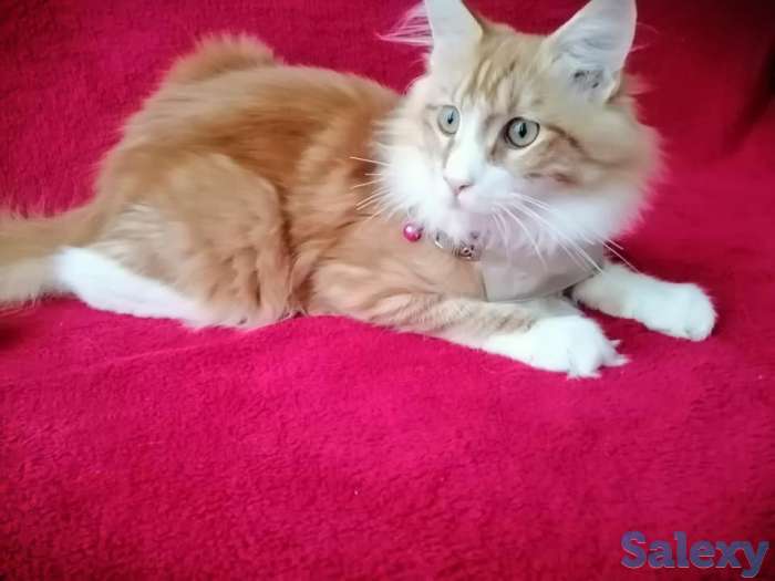 продаю  мальчика  Мейн-Кун, фотография 3