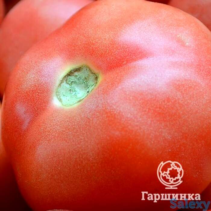 Семена Томат Амурская заря, фотография 1