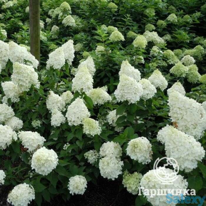 Гортензия полар бир, фотография 1