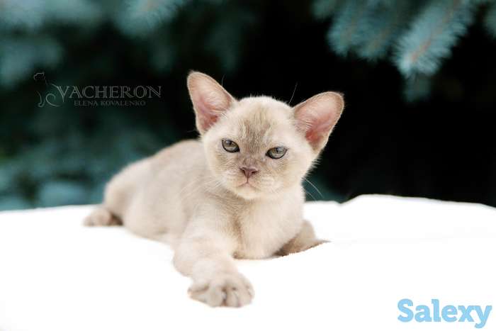 Элитные котята, фотография 3