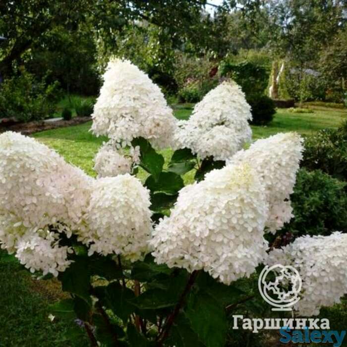 Гортензия фантом, фотография 1