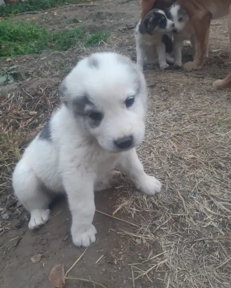 Продается ПАРОДИСТЫЕ щенки! Срочно, фотография 7