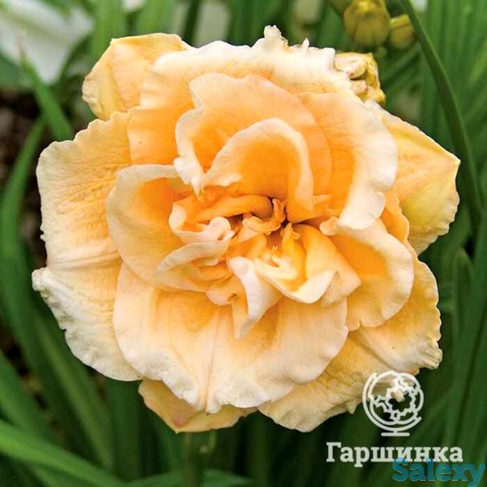 Лилейник икебана стар, фотография 1