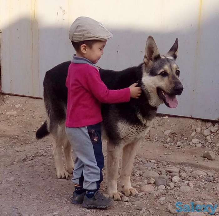 Продаются щенки ВЕО, фотография 2