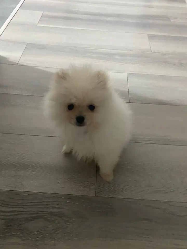 Померанский мини шпиц, фотография 1