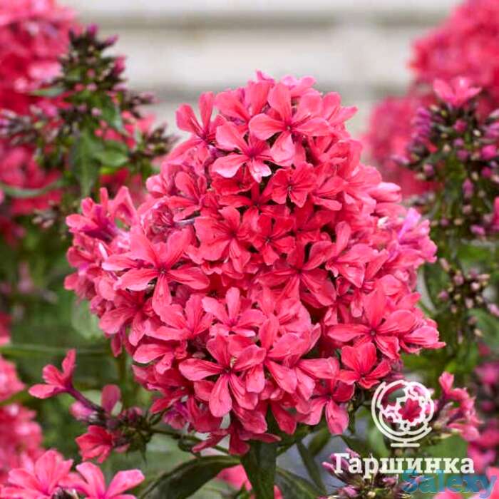 Флокс метельчатый Клеопатра, фотография 1