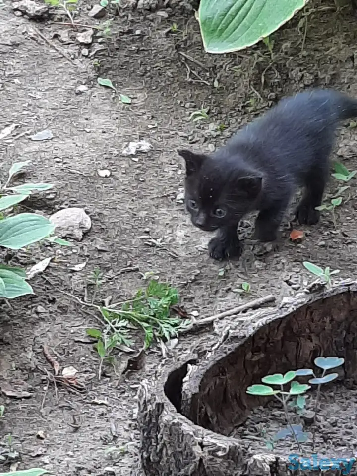 Потерялись хозяева у маленьких котят, фотография 8