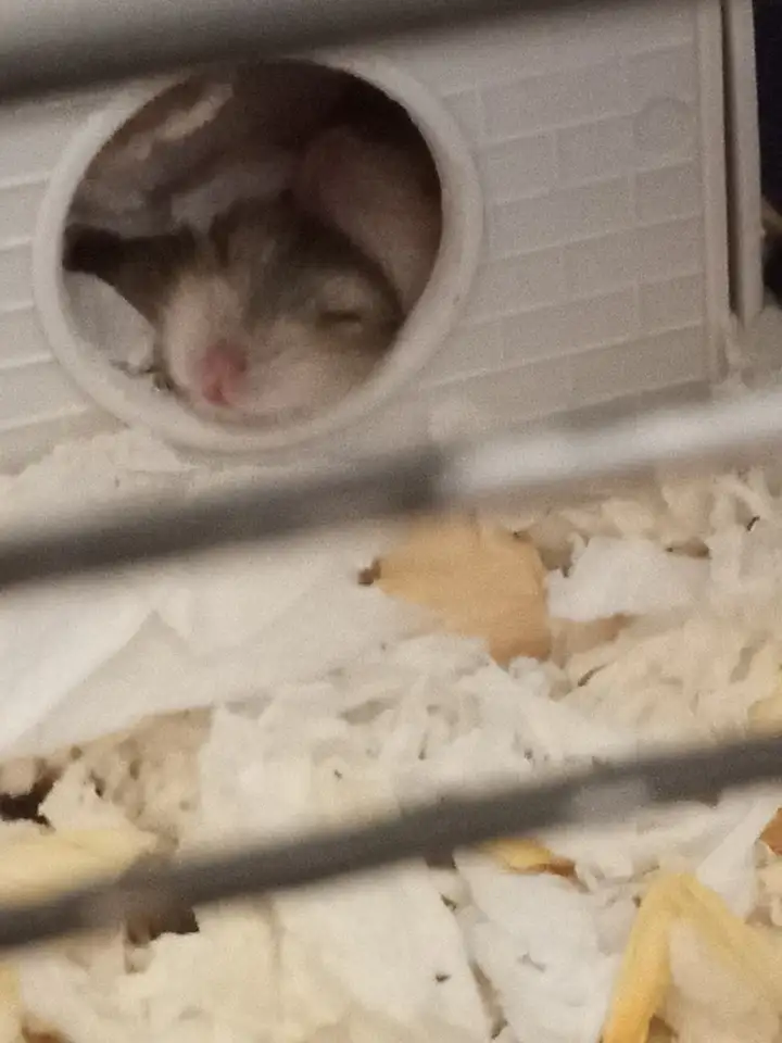 Джунгарские хомячки, фотография 2