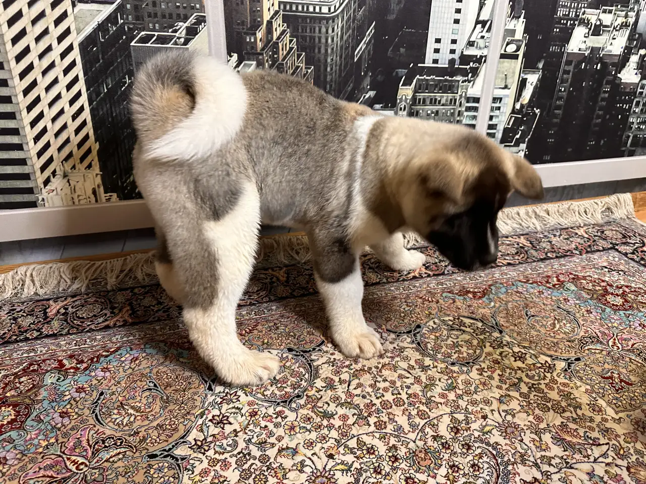 Американская Акита, фотография 5