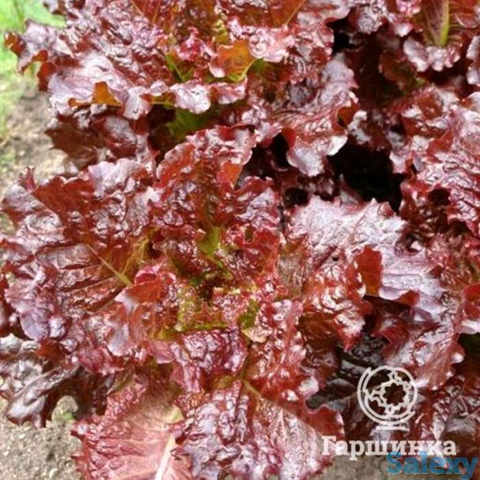 Семена Салат Вишневая дымка 0.5г, фотография 1