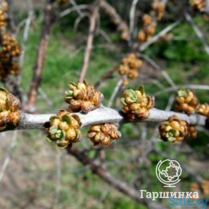 Облепиха Алей, фотография 1