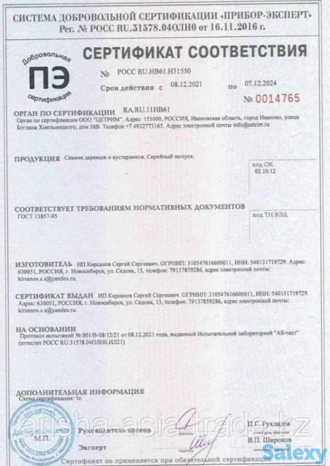 Семена сосны 