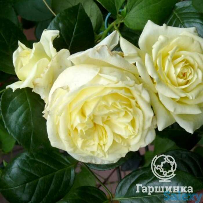 Роза эльф плетистая, топалович, фотография 1