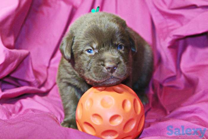 Великолепные щенки шоколадного лабрадора, фотография 4