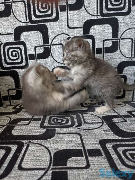 Две девочки ищут себе дом, фотография 3