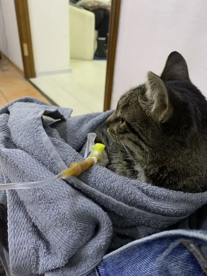 Отдам кошку Дымку Астана, фотография 3