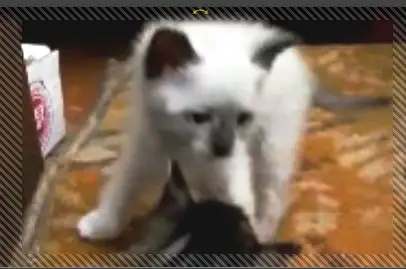 Пушистый дружочек, фотография 2