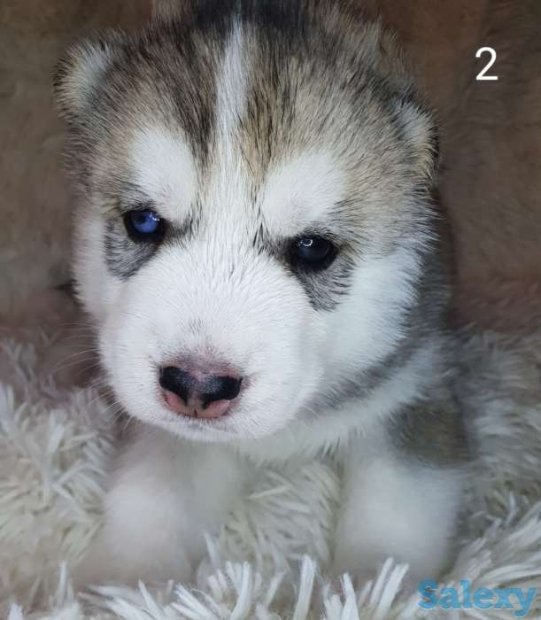 Продаются щенки Сибирский Хаски, фотография 4