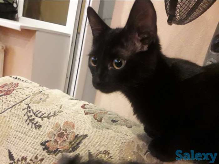 ОТДАМ КОТЁНКА В ХОРОШИЕ РУКИ, фотография 1