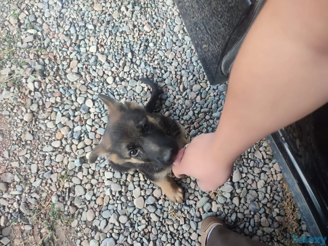 Продам щенка овчарки, фотография 1