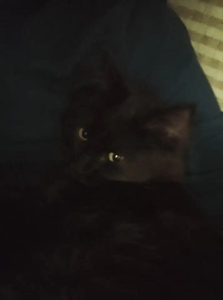 Отдам котенка в добрые руки, фотография 2