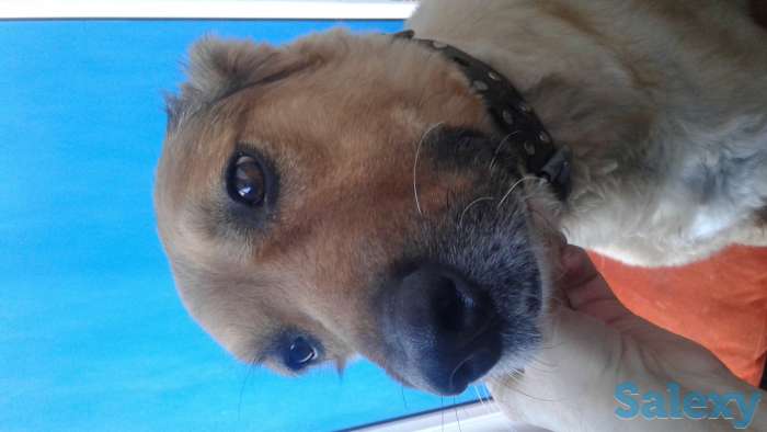 Передержка животных, фотография 1